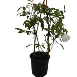 2.5L Rose Climbing Iceberg - Rosa