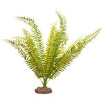 Fern Green With Ceramic Base