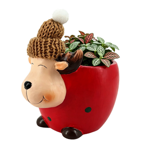 70mm Nerve Plant - Fittonia in Christmas Deer
