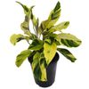 125mm Thai Beauty - Calathea louisae Yellow Fusion