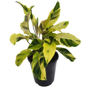 125mm Thai Beauty - Calathea louisae Yellow Fusion