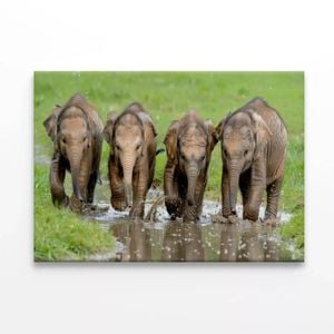 Elephants Peacefully Grazing  Print 100% Australian Made 120 x 90cm  (Stretched)