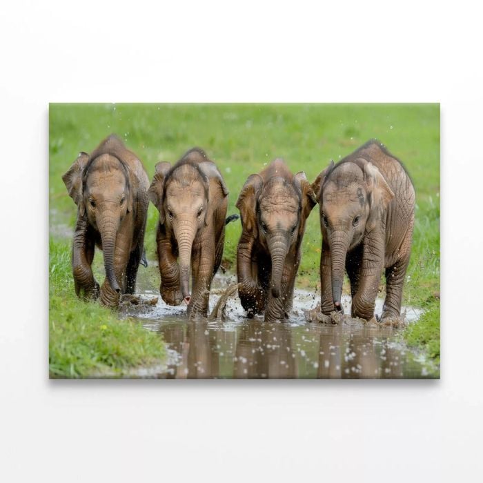 Elephants Peacefully Grazing  Print 100% Australian Made 120 x 90cm  (Stretched)