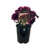 1.5L Petunia - Perfectunia Seville