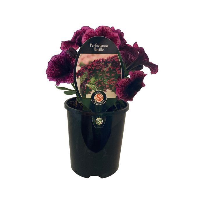 1.5L Petunia - Perfectunia Seville