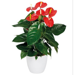 140mm Anthurium Nevada - Anthurium andreanum In Ceramic