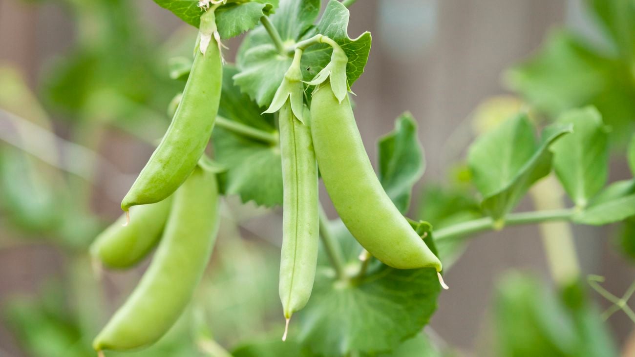 Close up of sugar snap peas in a vegetable garden.
