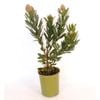 150mm Leucospermum Ayoba Sun - Leucospermum cordifolium x glabrum x vestitum