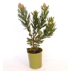 150mm Leucospermum Ayoba Sun - Leucospermum cordifolium x glabrum x vestitum