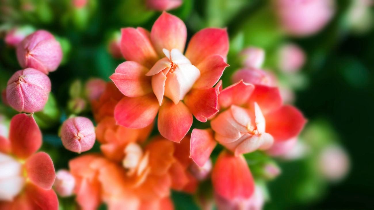 close up of a vibrant and colourful kalanchoe flower