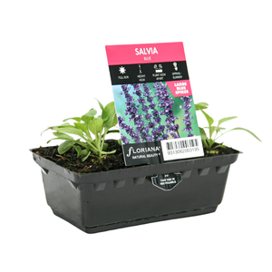 Salvia Blue Punnet - Salvia splendens