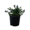 1.2L Lithodora Heavenly Blue - Lithodora diffusa