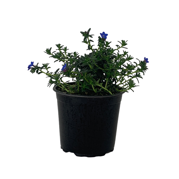 1.2L Lithodora Heavenly Blue - Lithodora diffusa