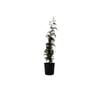 140mm Jasminum Polyanthum