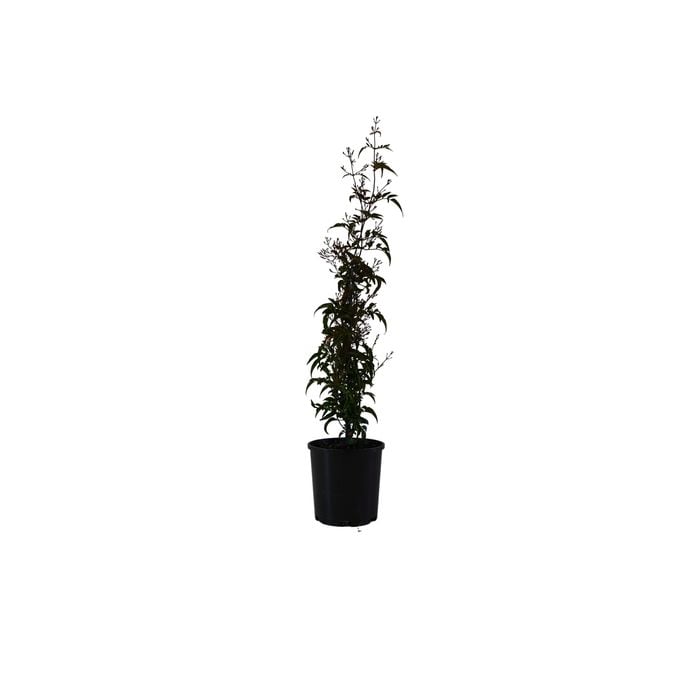 140mm Jasminum Polyanthum