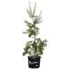 330mm Silver Banksia - Banksia marginata