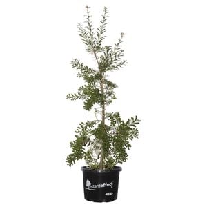 330mm Silver Banksia - Banksia marginata