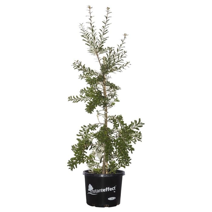 330mm Silver Banksia - Banksia marginata