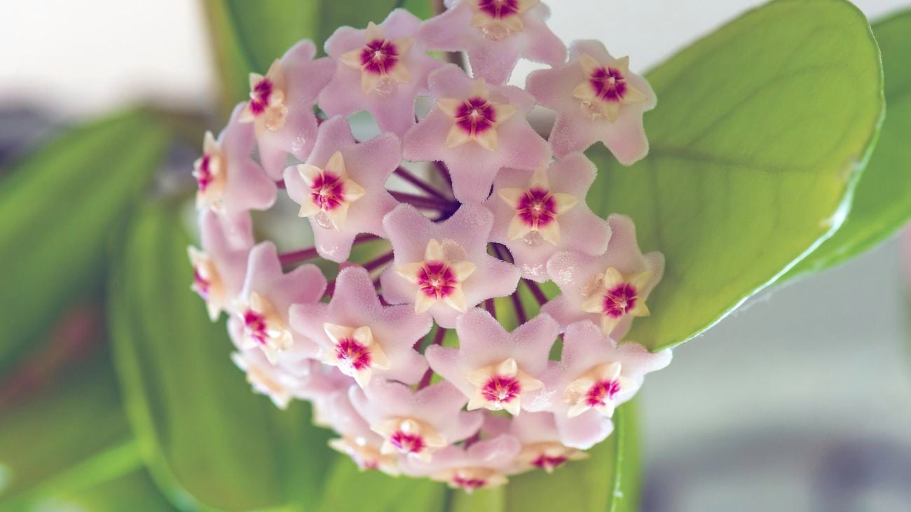 Hoya wax flower