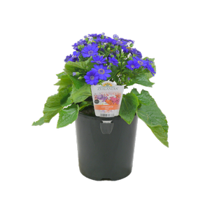 1.5L Cineraria Assorted - Pericallis hybrida
