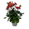 190mm Dahlia XXL - Dahlia pinnata