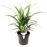 140mm - Dianella Little Jess™ -  Dianella caerulea DCMP01