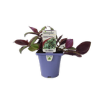 100mm Zebrina - Tradescantia
