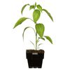 125mm Floriana Fresh Start Range - Chilli South America