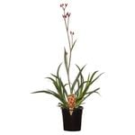 180mm Kangaroo Paw - Anigozanthos sp