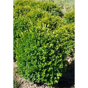 140mm Dutch Box - Buxus sempervirens Suffruticosa