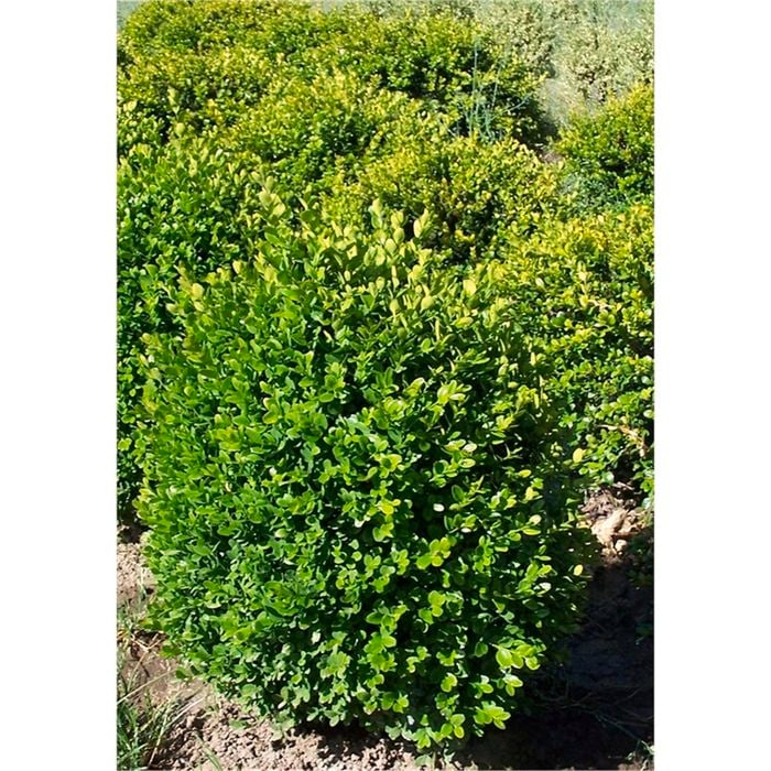 140mm Dutch Box - Buxus sempervirens Suffruticosa