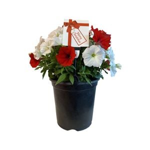3.5L Petunia Xmas Red and White - Petunia