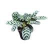 120mm Prayer Plant - Ctenanthe Burle Marxii 