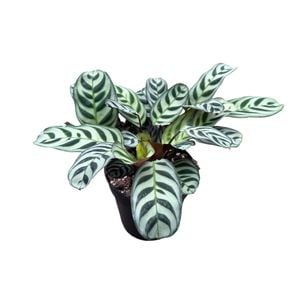 120mm Prayer Plant - Ctenanthe Burle Marxii 