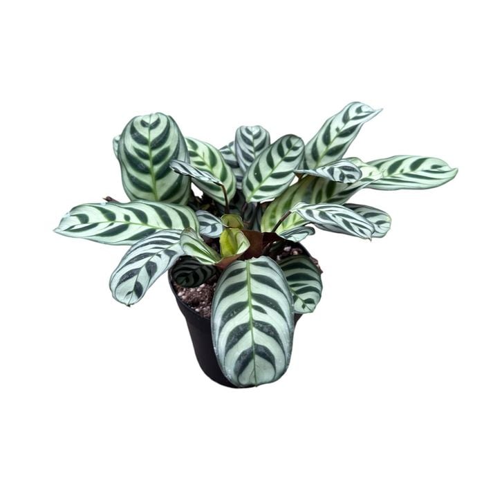 120mm Prayer Plant - Ctenanthe Burle Marxii 