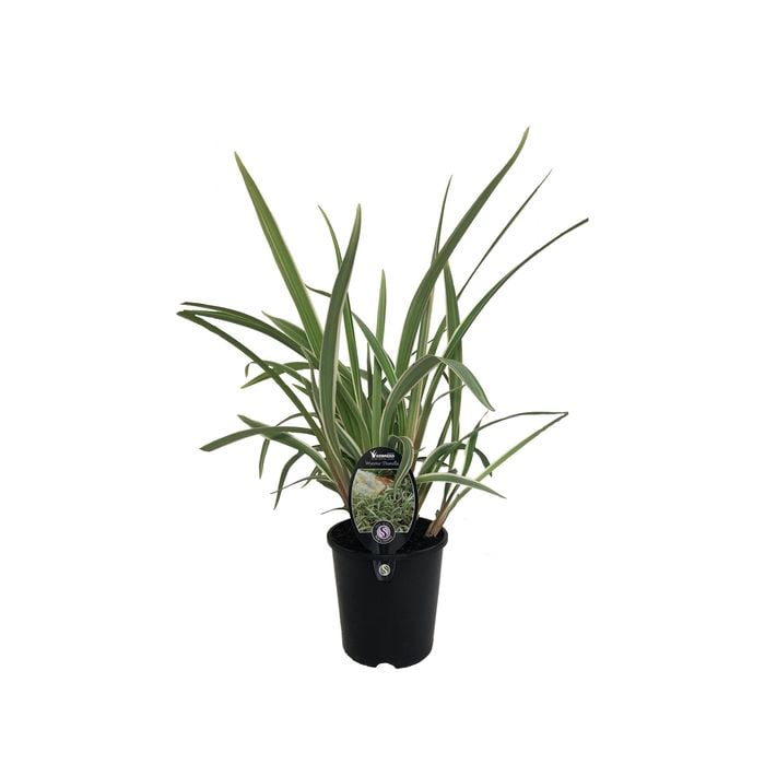 1.9L Dianella Wyeena - Dianella tasmanica