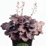 14cm Plum Royale - Heuchera