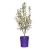 140mm Pittosporum Silver Sheen - Pittosporum tenuifolium