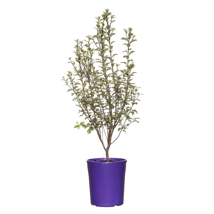 140mm Pittosporum Silver Sheen - Pittosporum tenuifolium