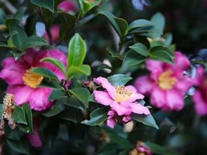 Close up of pink flowers on a bush.