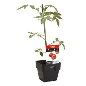 100mm Tomato Mighty Red - Solanum lycopersicum