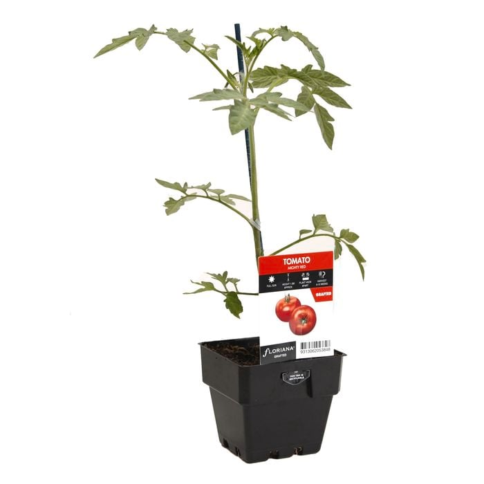 100mm Tomato Mighty Red - Solanum lycopersicum