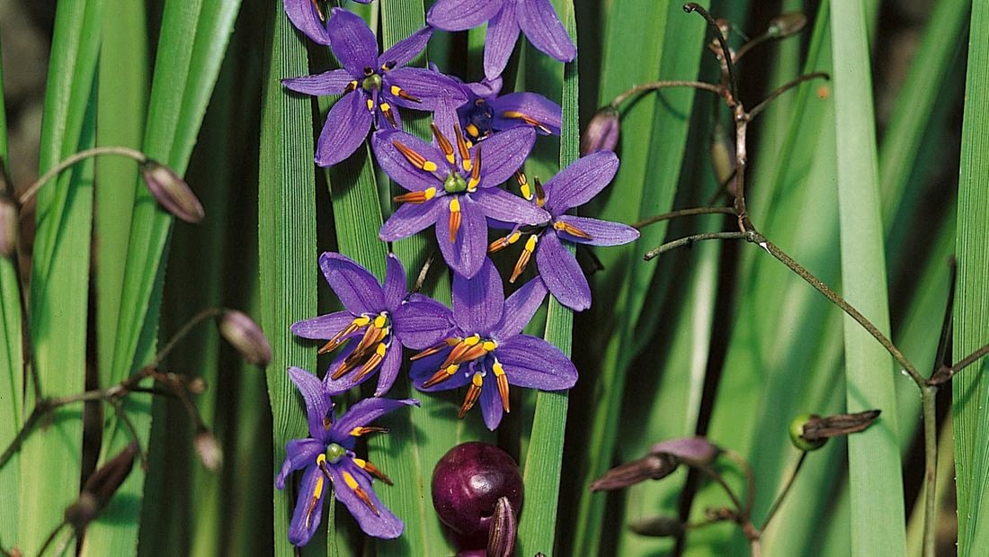A blueberry lily plant with pointed purple flowers.