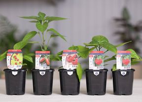Variety of chilli plants.