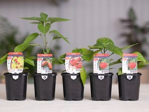 Variety of chilli plants.
