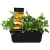 Punnet Poppy Mix - Papaver nudicaule