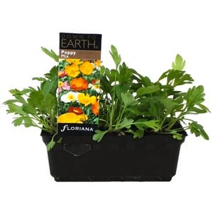 Punnet Poppy Mix - Papaver nudicaule