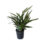 1.9L Dianella Tasred - Dianella tasmanica