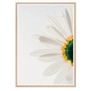 Galrie Stunning CloseUp Daisy Flower Art Print Nature Photography for Home Decor, Wood Frame, A0 84 x 119cm (33 x 47inch)