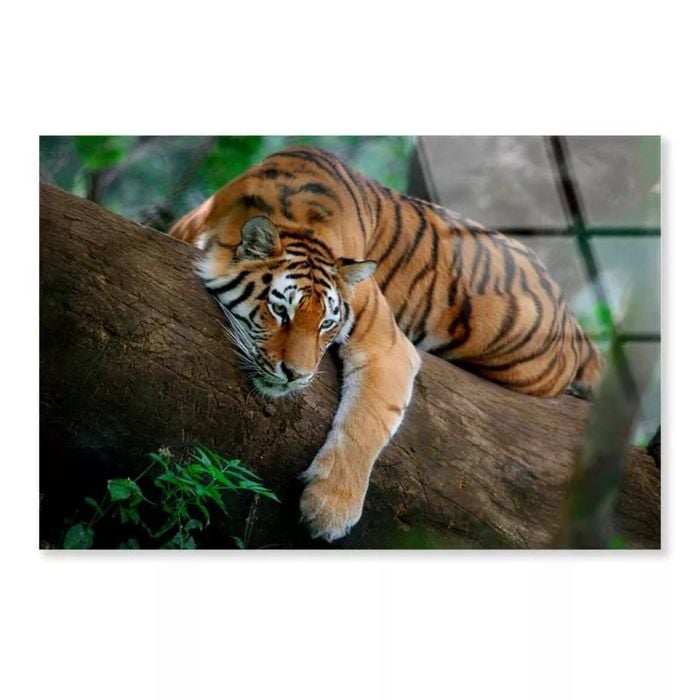 Tiger Is Laying on Tree  Print 100% Australian Made 120 x 90cm  (Acrylic)